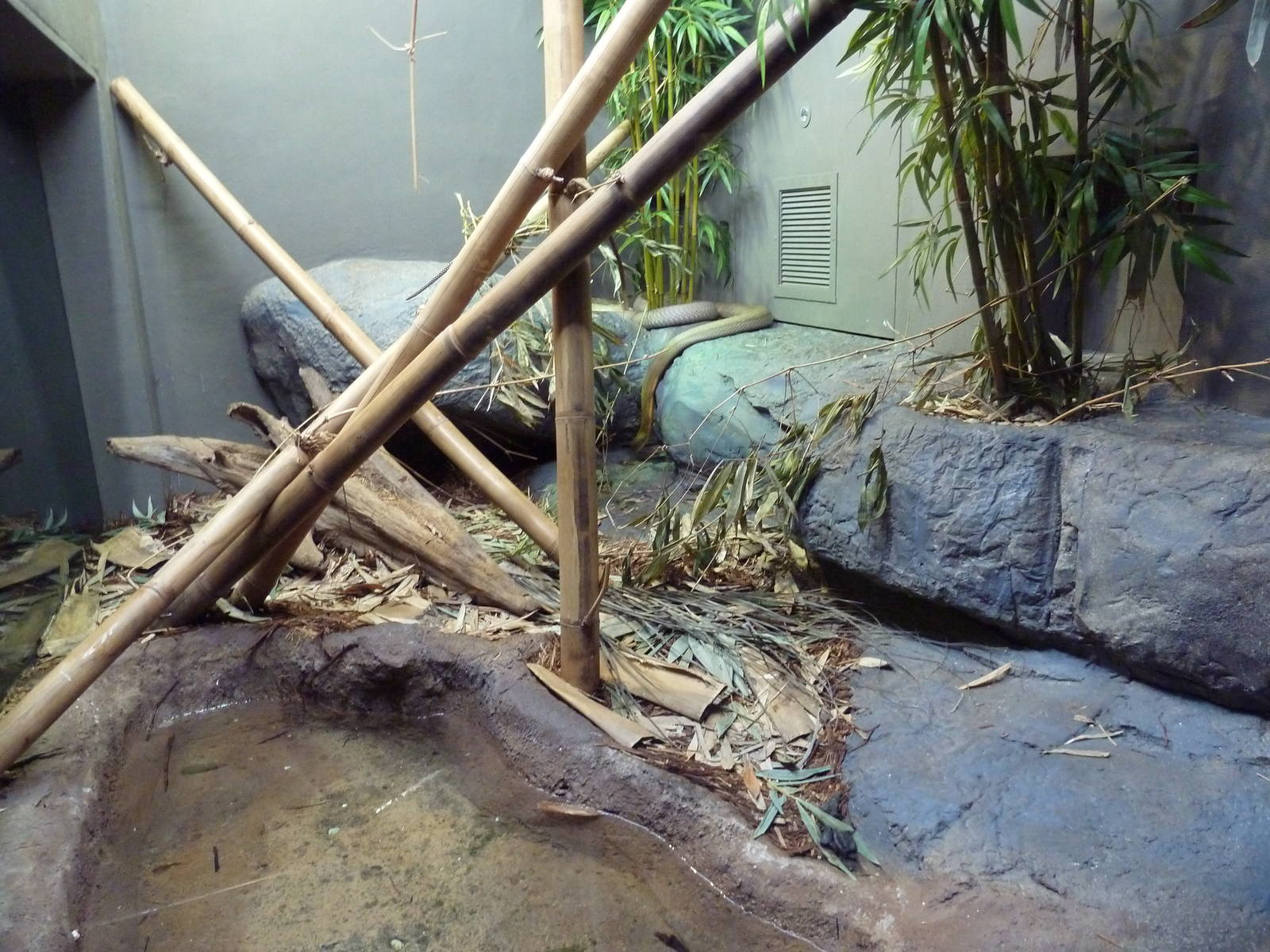 Reptile Encounter - King Cobra Exhibit