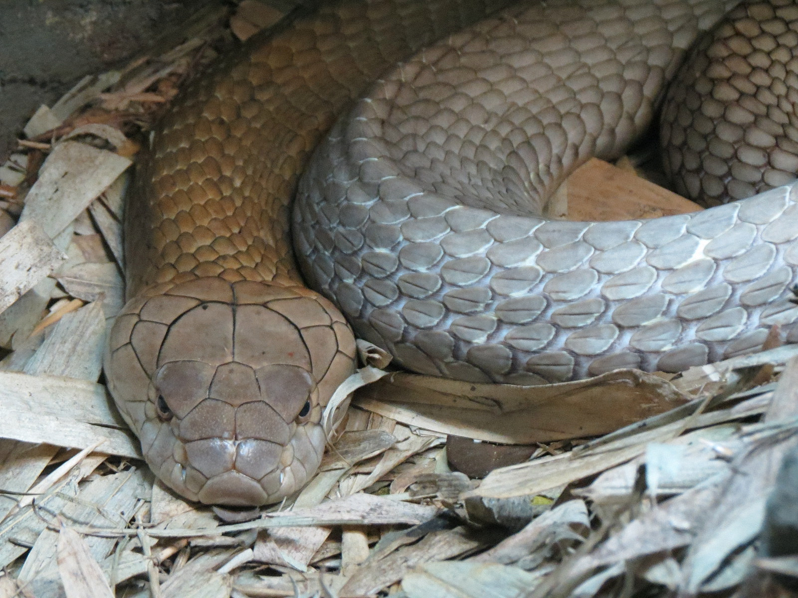 Reptile Encounter - King Cobra