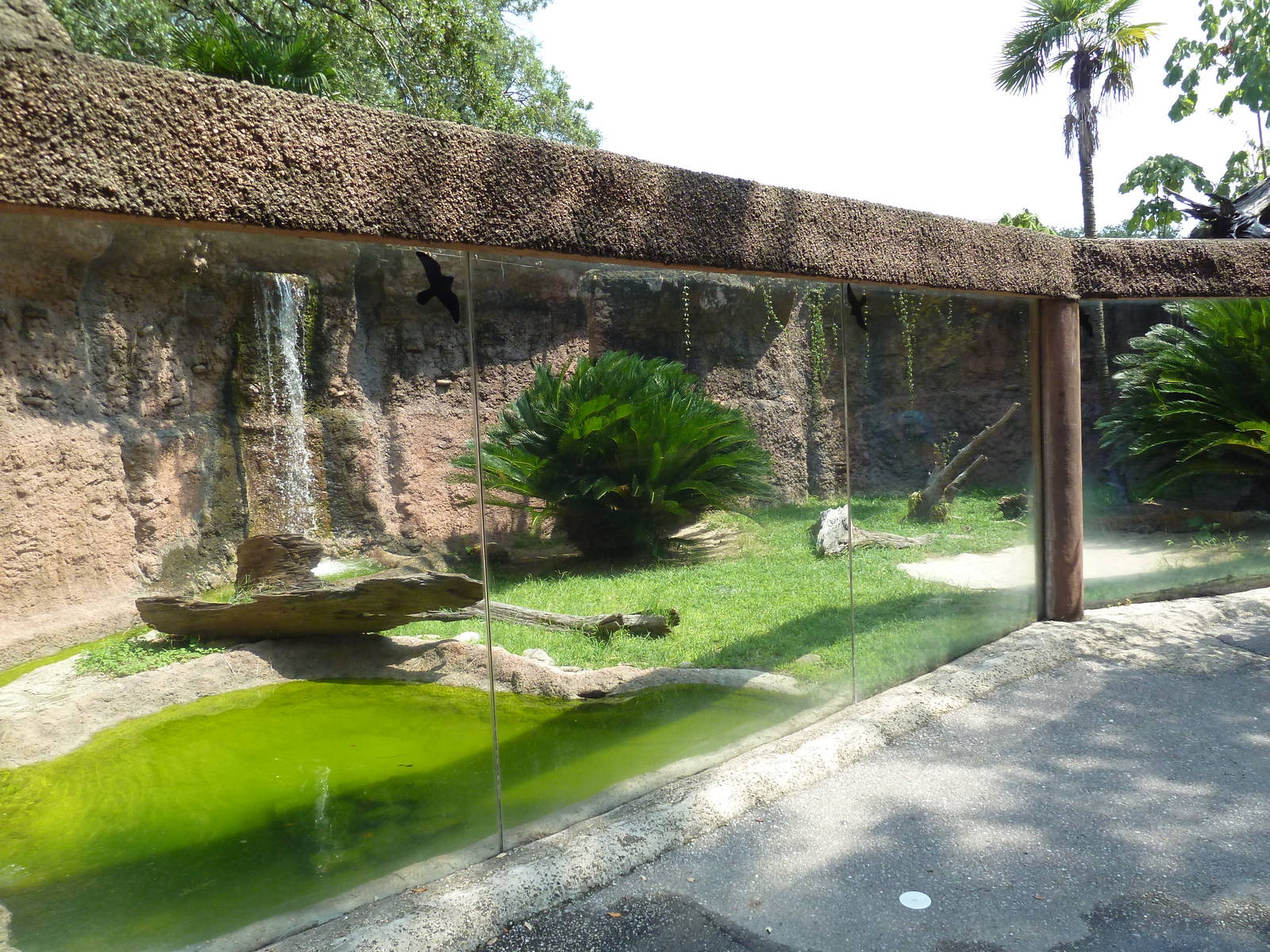 Reptile Encounter - Komodo Dragon Exhibit