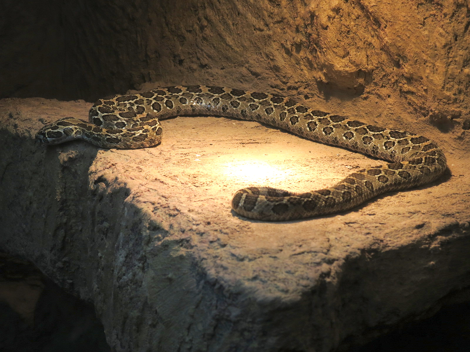 Reptile Encounter - Lance-headed Rattlesnake