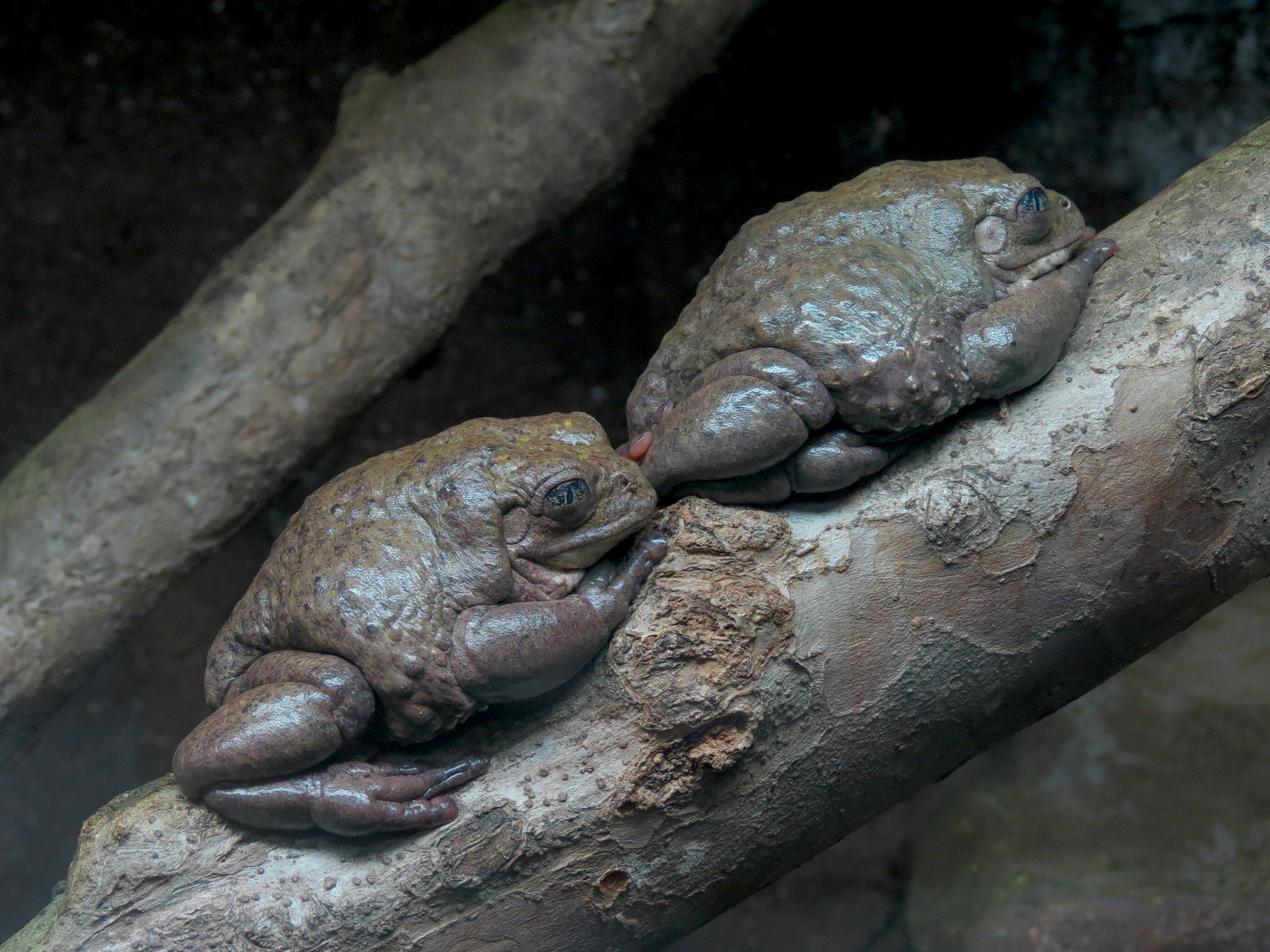 Reptile Encounter - Mexican Dumpy Frog