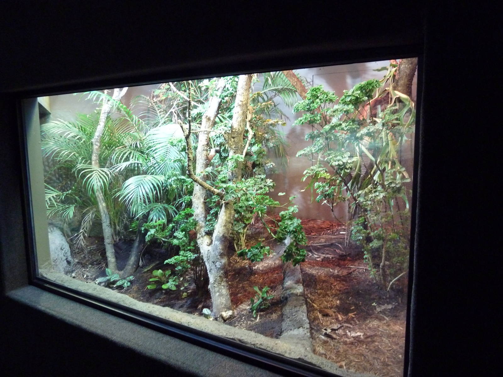 Reptile Encounter - Mixed-Species Exhibit (3 Species)