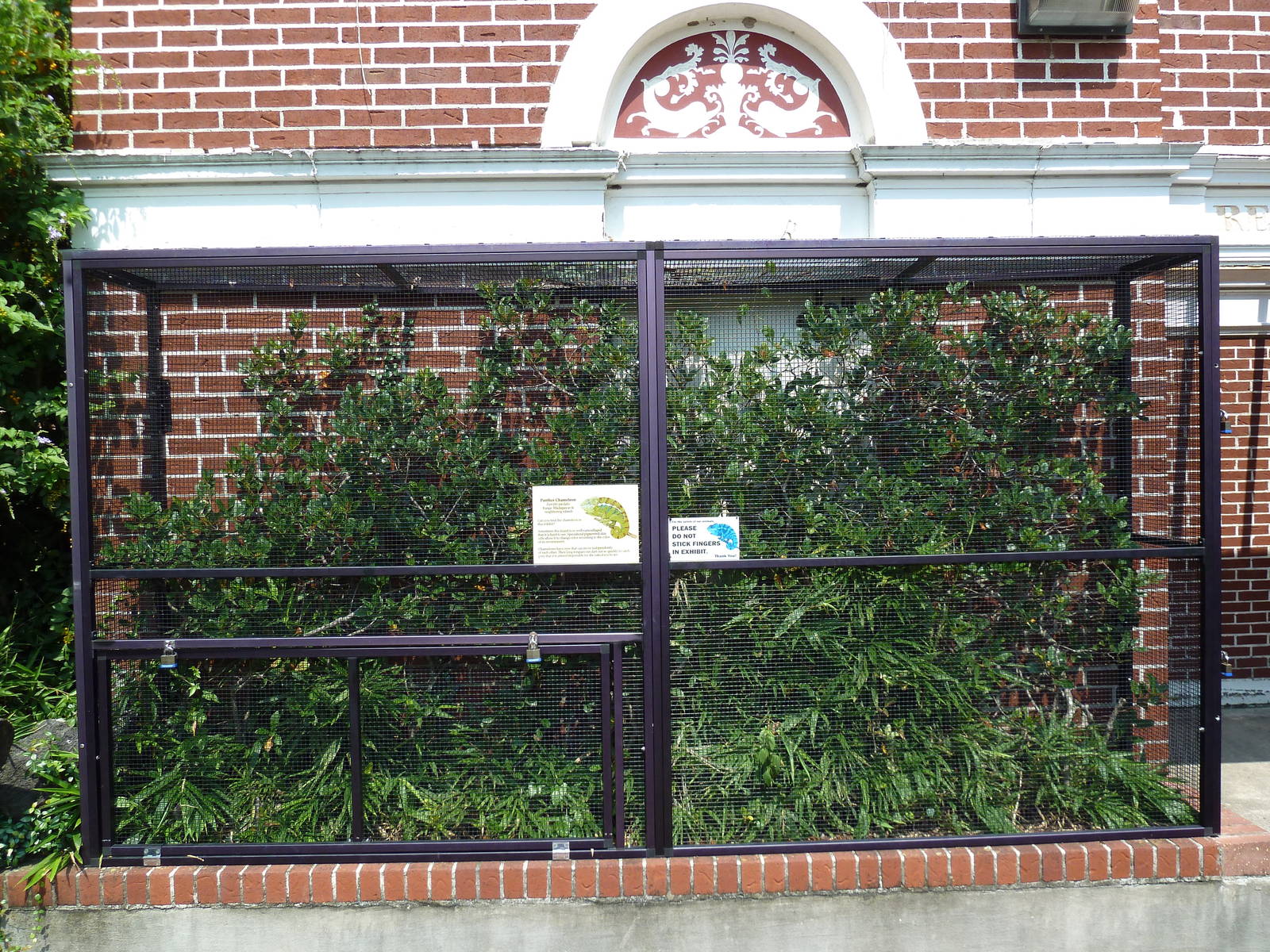 Reptile Encounter - Panther Chameleon Exhibit