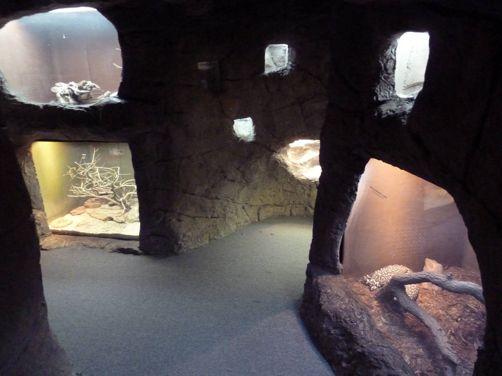 Reptile Encounter - Rattlesnake Canyon