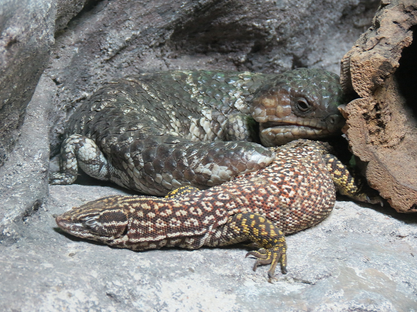 Reptile Encounter - Ridge-tailed Monitor and Shingle-backed Skink