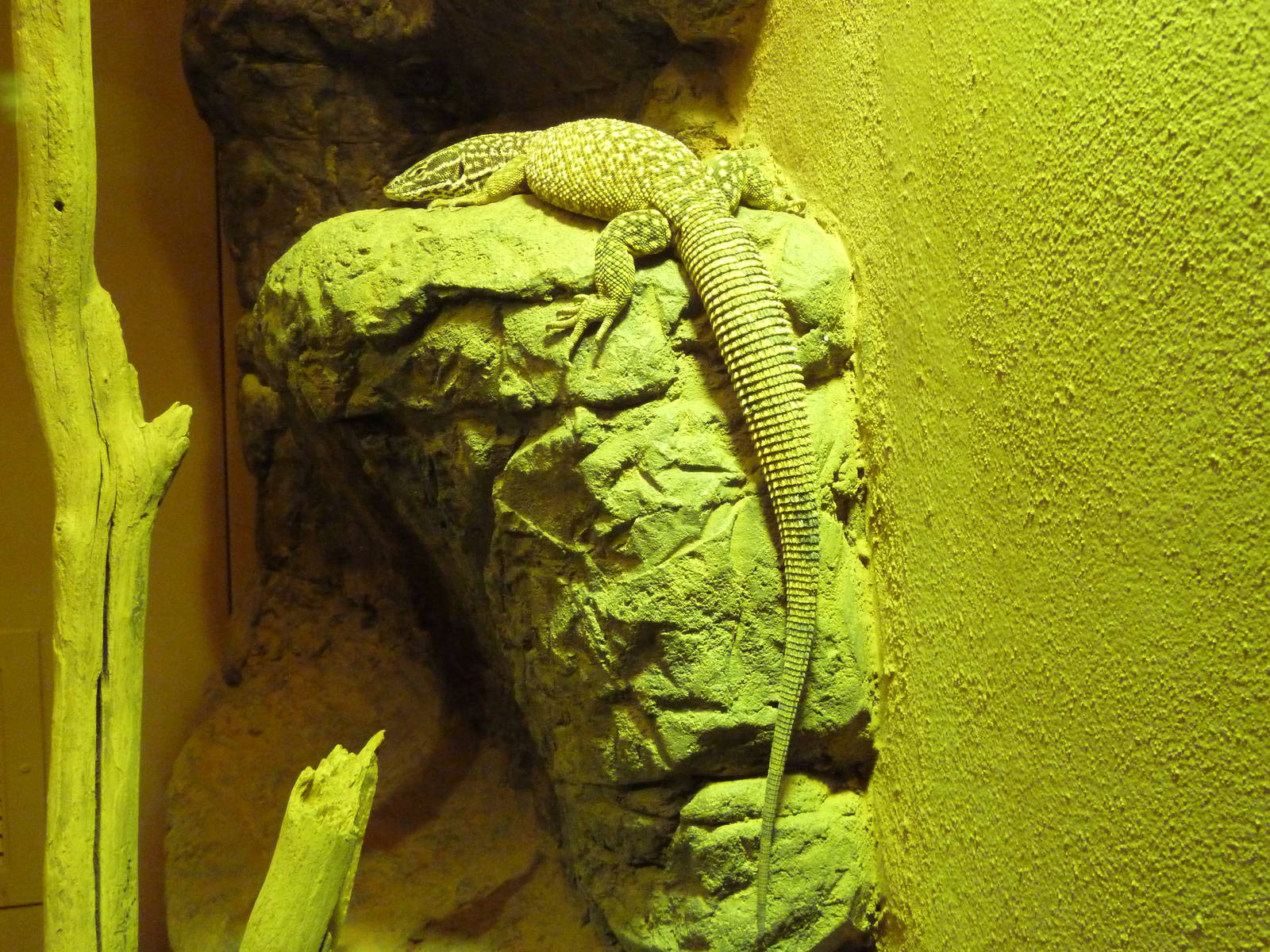 Reptile Encounter - Ridge-Tailed Monitor