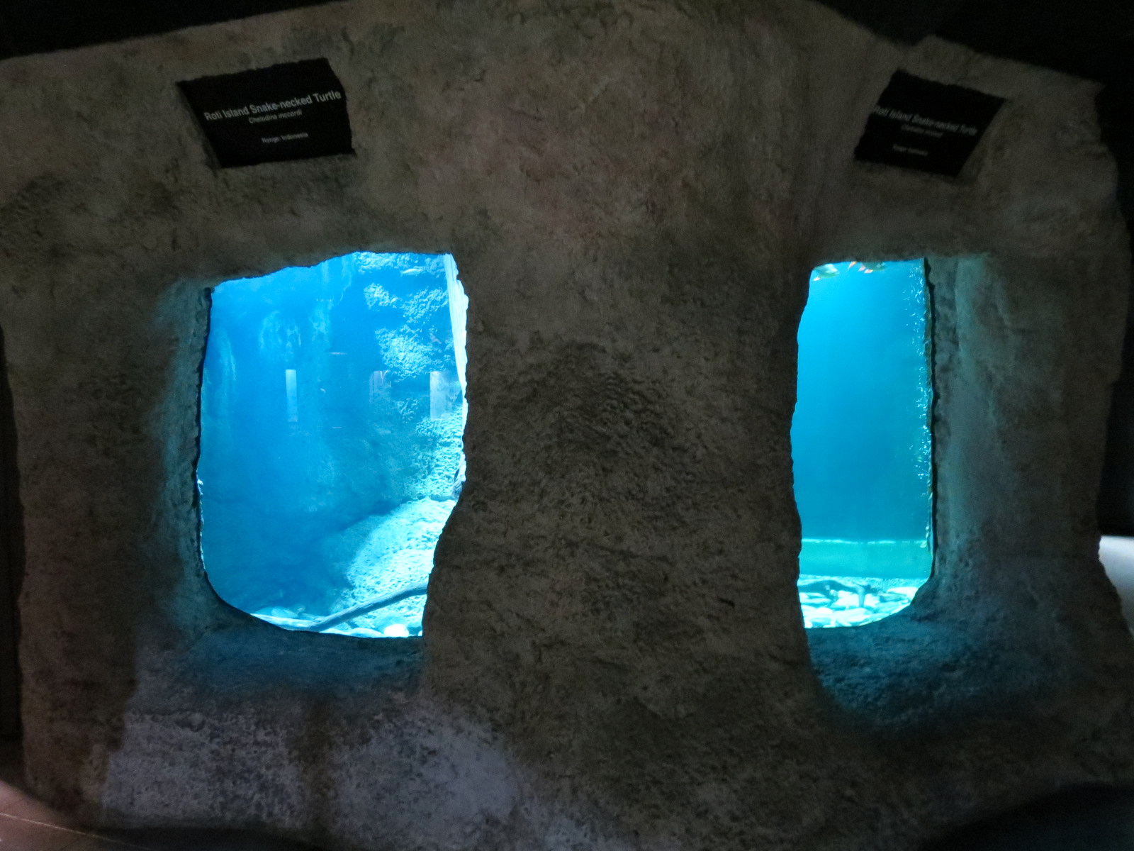 Reptile Encounter - Roti Island Snake-necked Turtle Exhibit