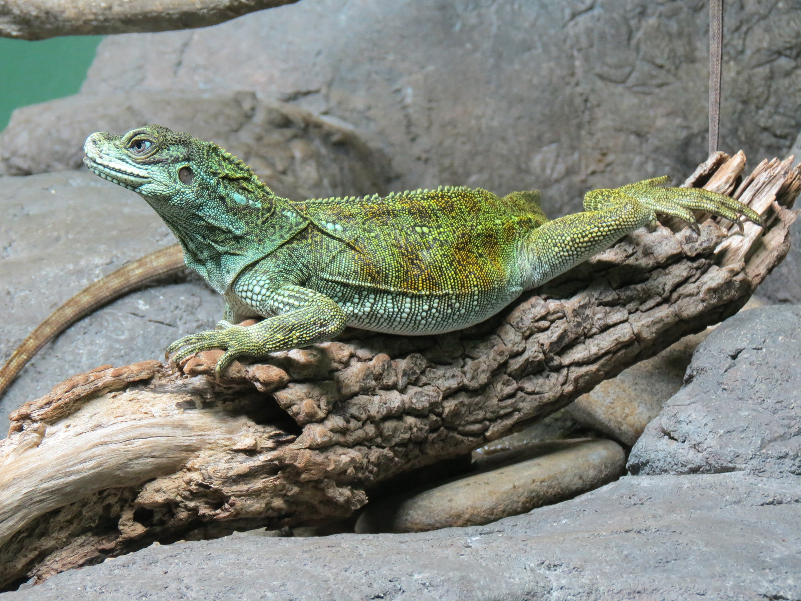 Reptile Encounter - Sailfin Dragon