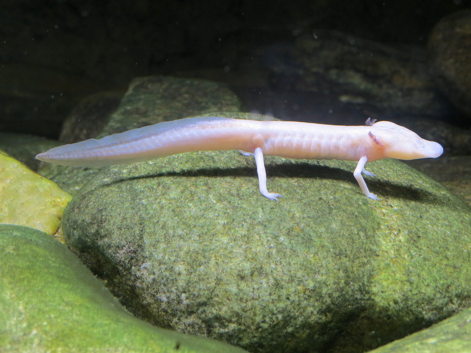Reptile Encounter - Texas Blind Salamander