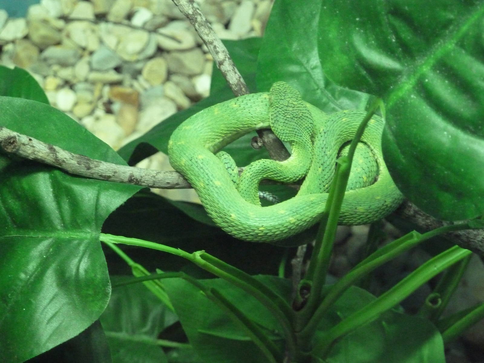 Reptile Encounter - West African Bush Viper