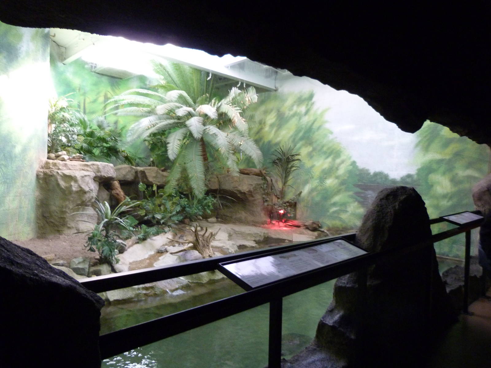 Reptile Exhibit - Caiman, Rhinoceros Iguana