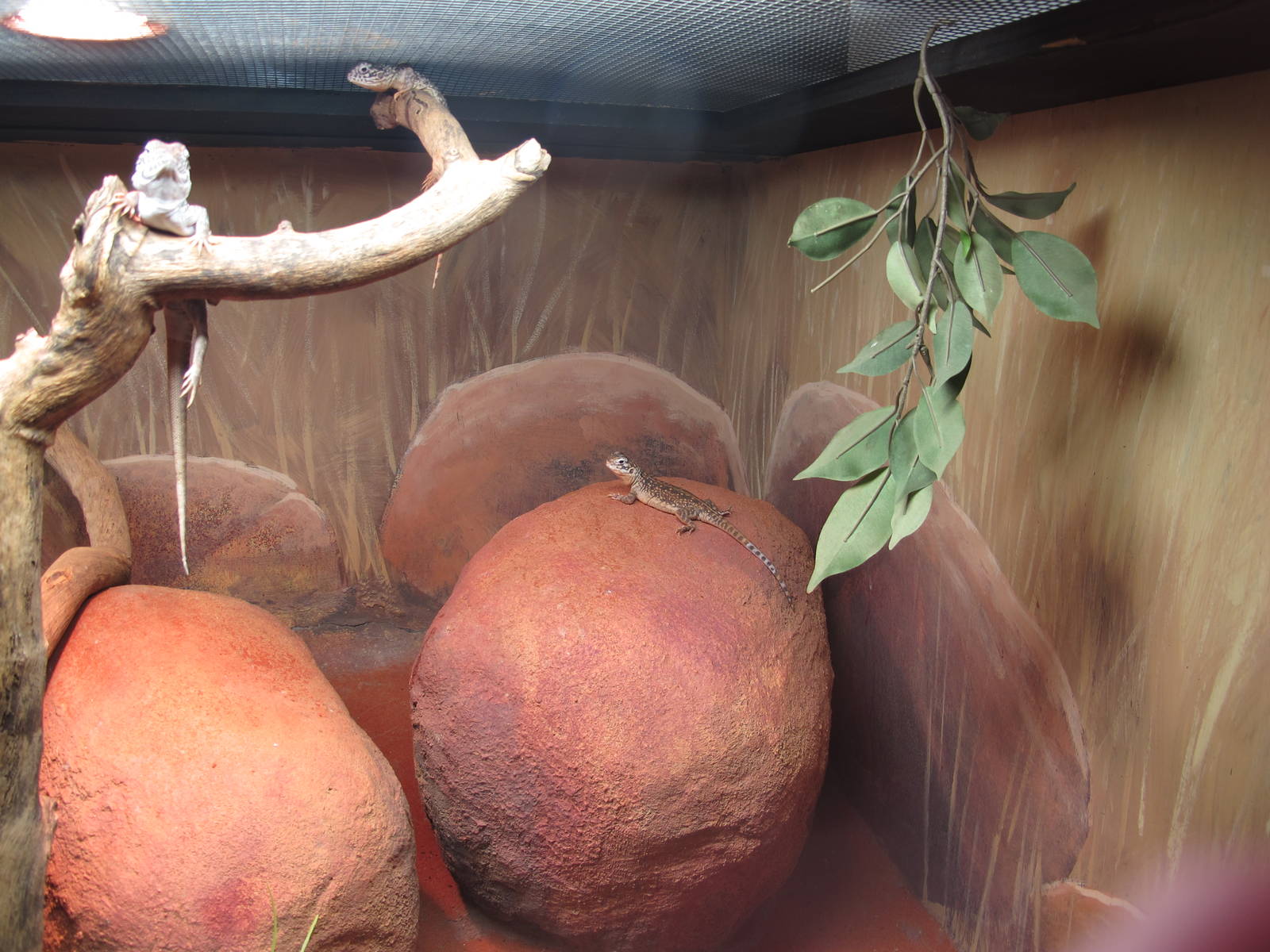 Reptile Exhibit - Crocosaurus Cove