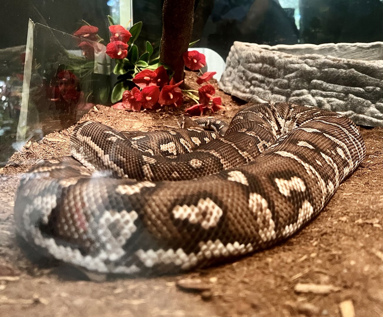 Reptile Exhibit - Species (?)