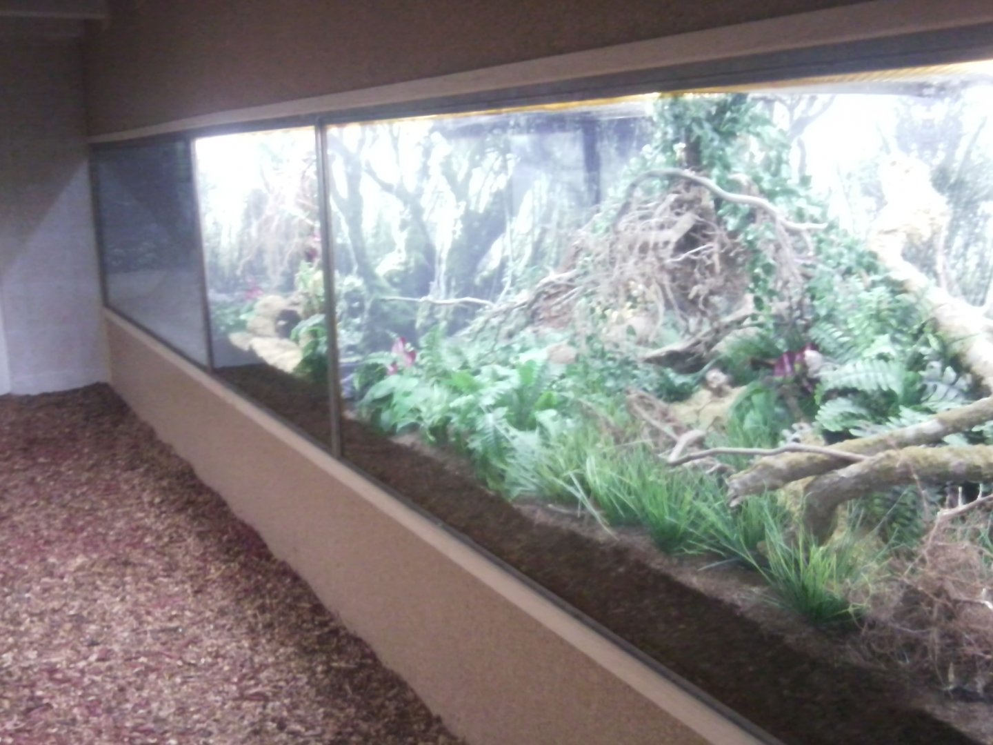 Reptile exhibit