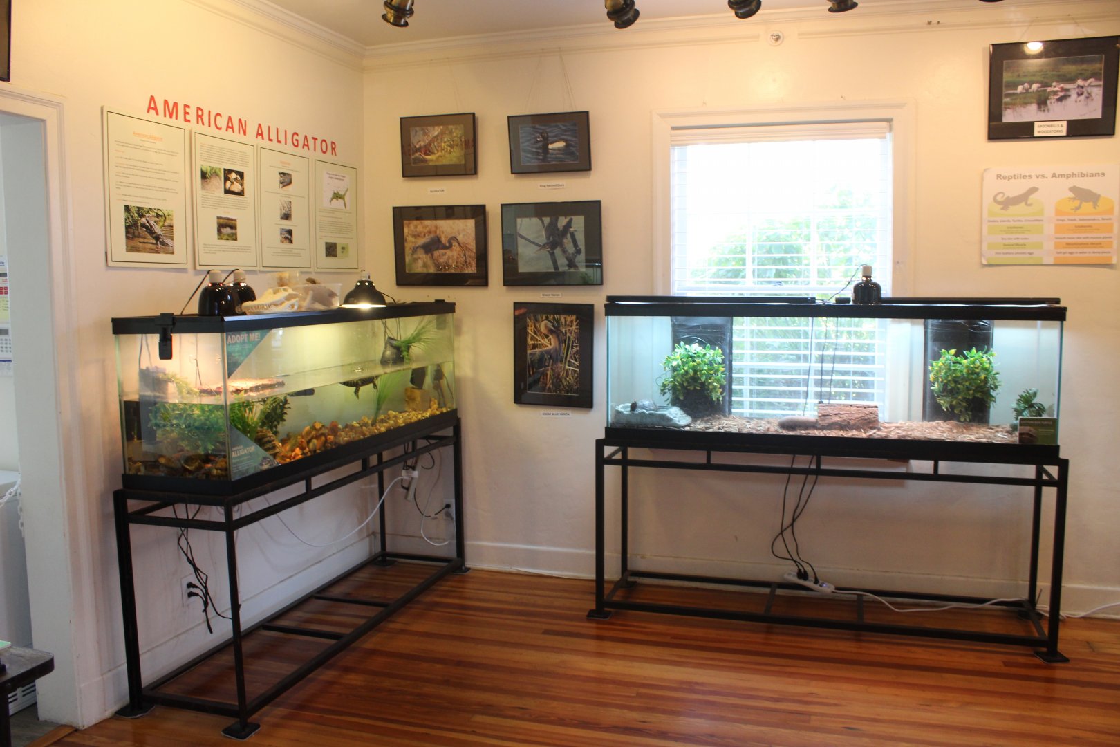 Reptile Exhibits (Juvenile American Alligator and Box Turtle)