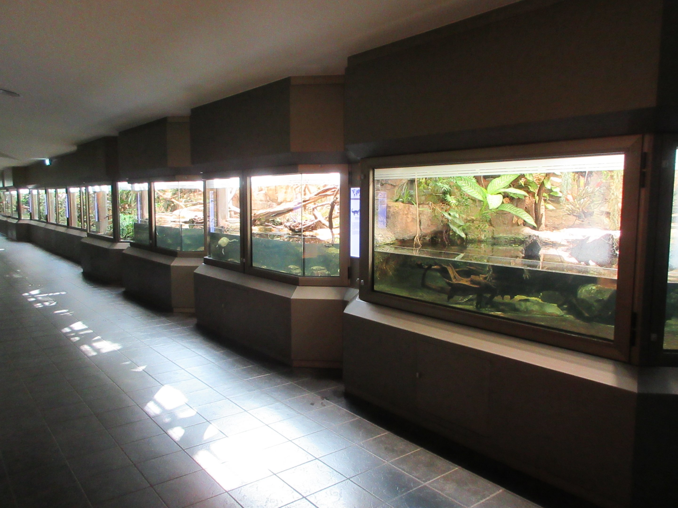 Reptile Exhibits - modernized in 2016