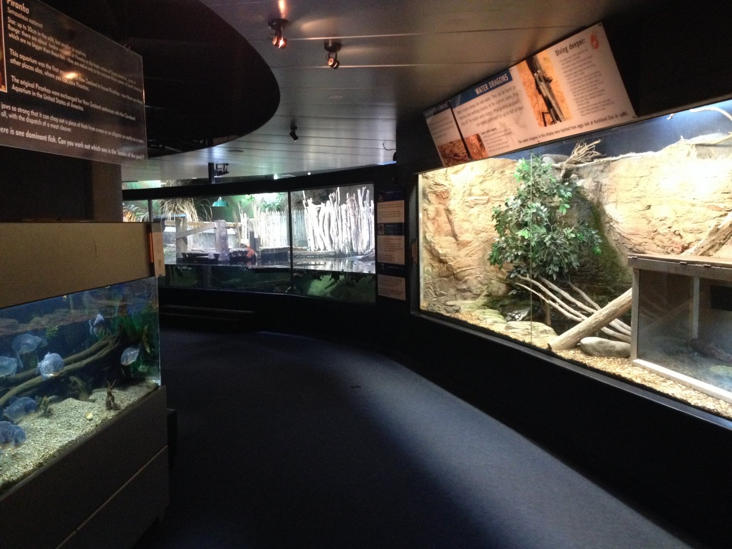 Reptile exhibits