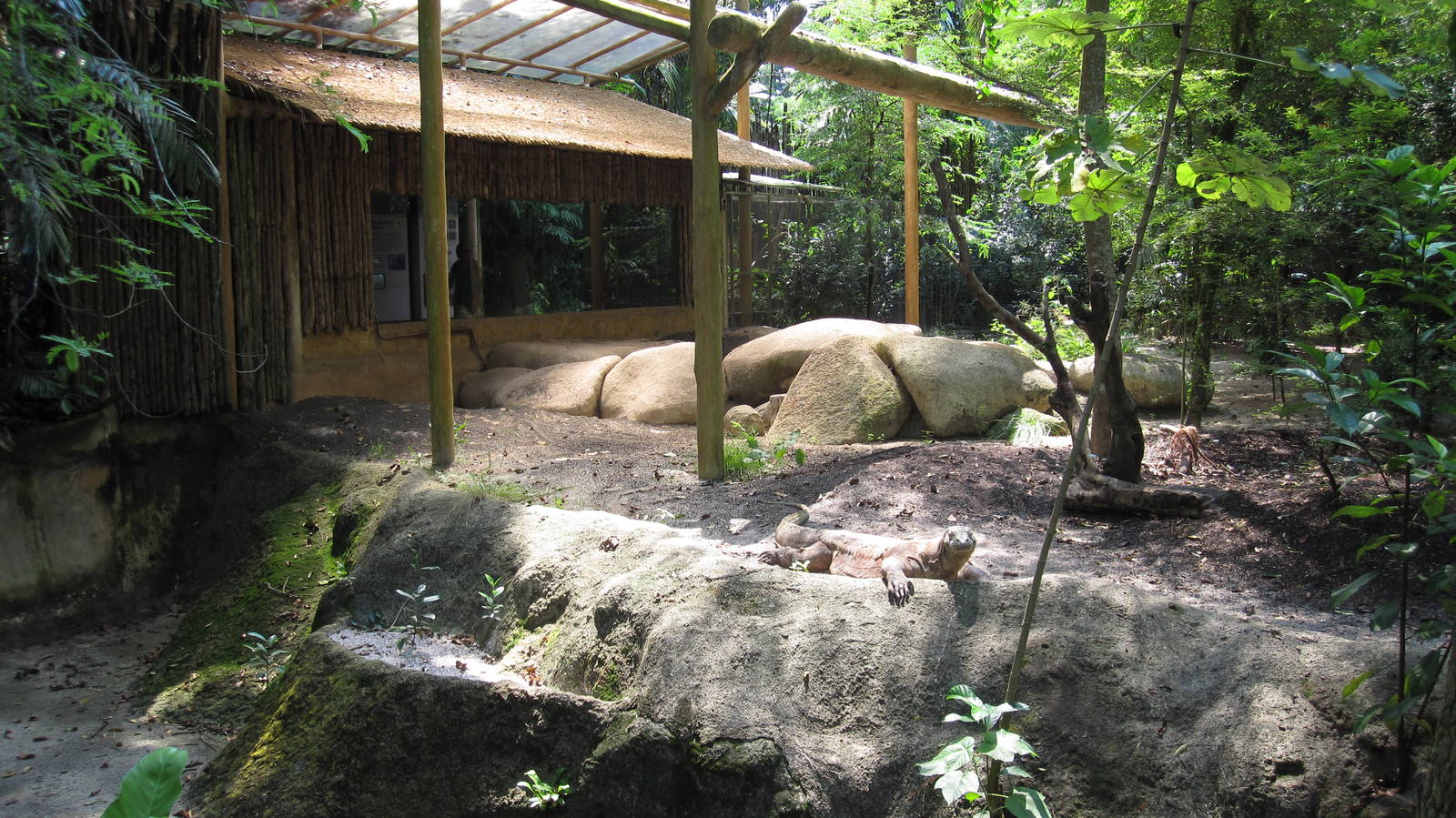 Reptile Garden - Komodo Dragon