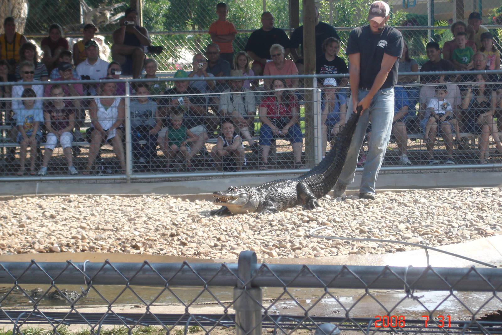 Reptile Gardens-Alligator Wrestling