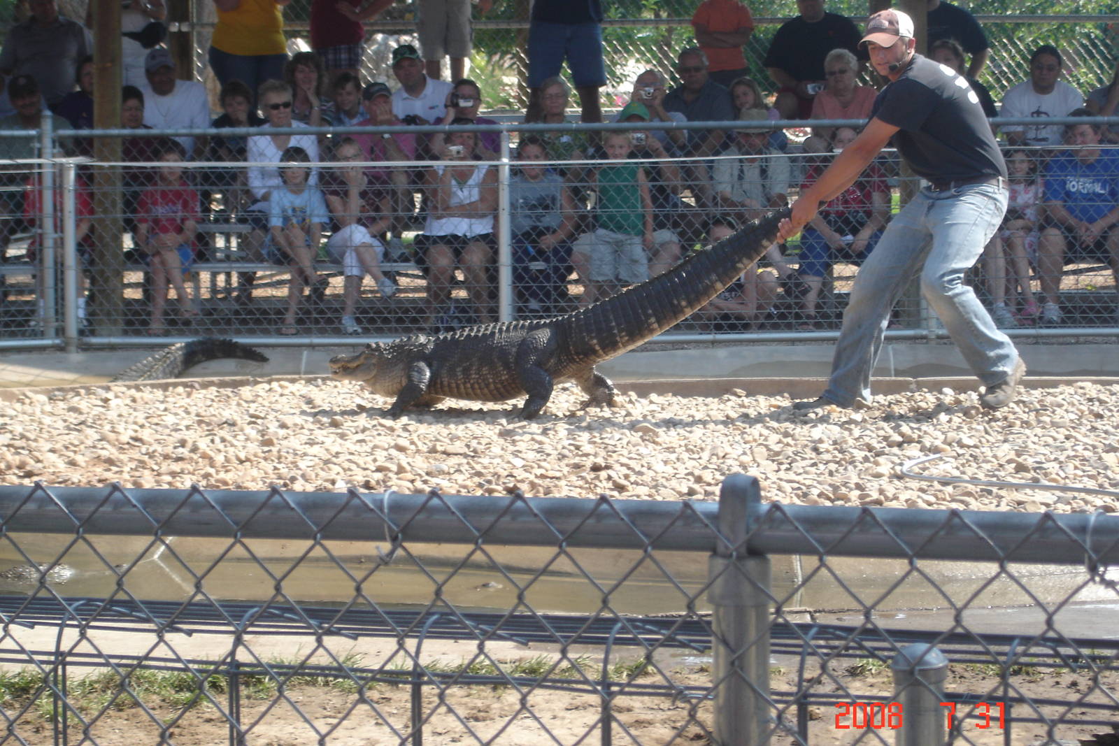 Reptile Gardens-Alligator Wrestling