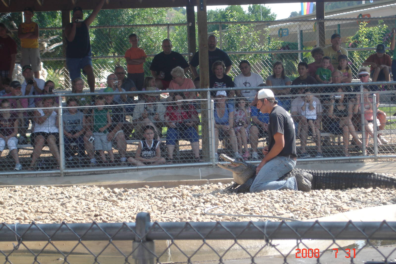 Reptile Gardens-Alligator Wrestling