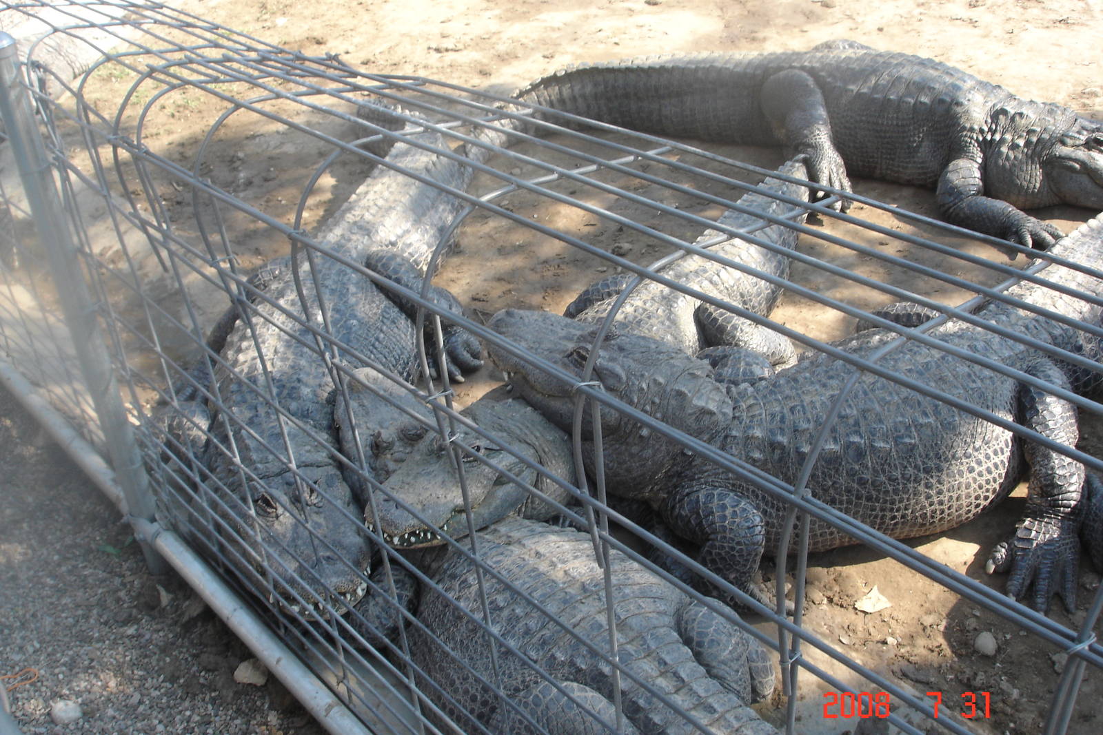 Reptile Gardens-Alligators