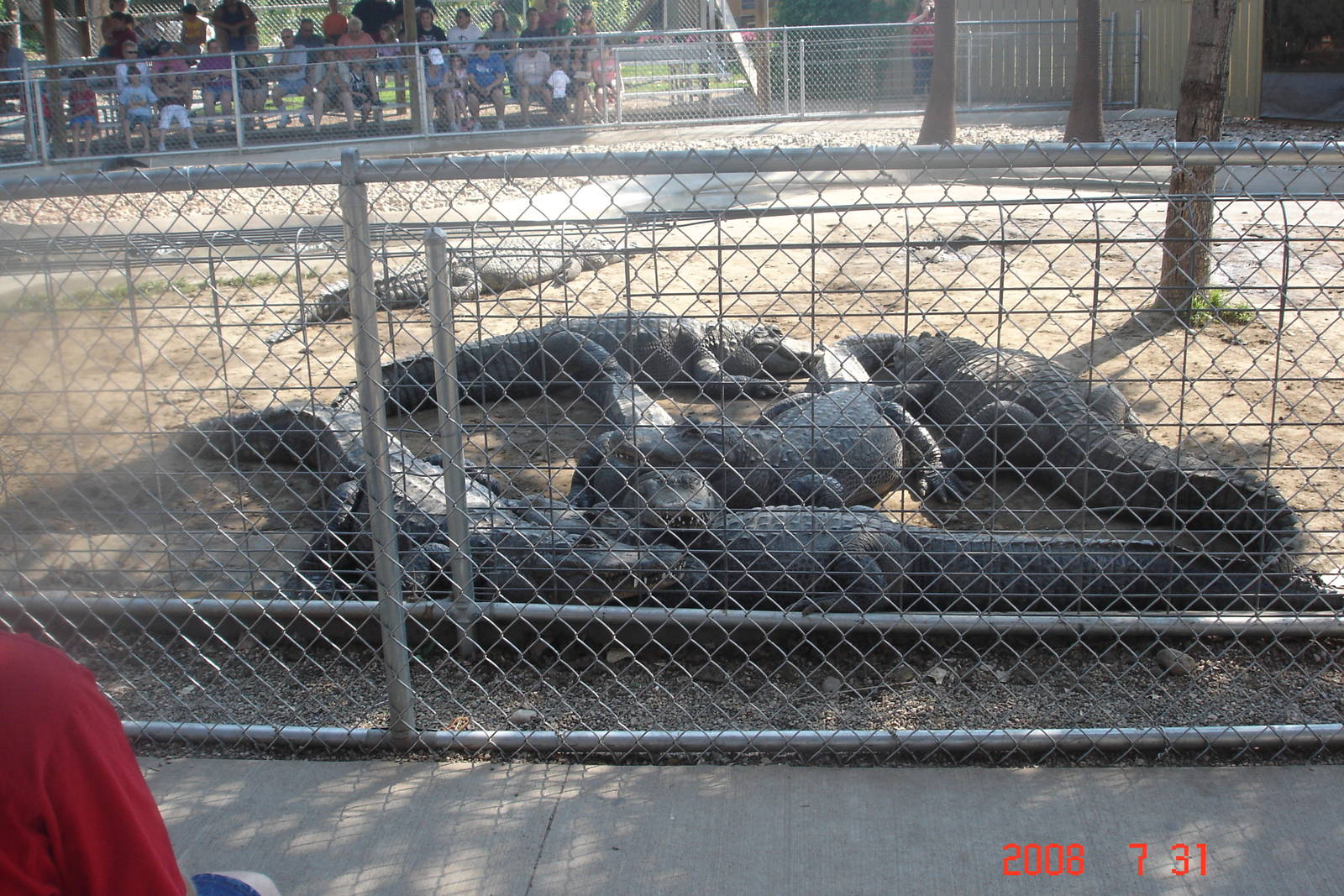 Reptile Gardens-Alligators