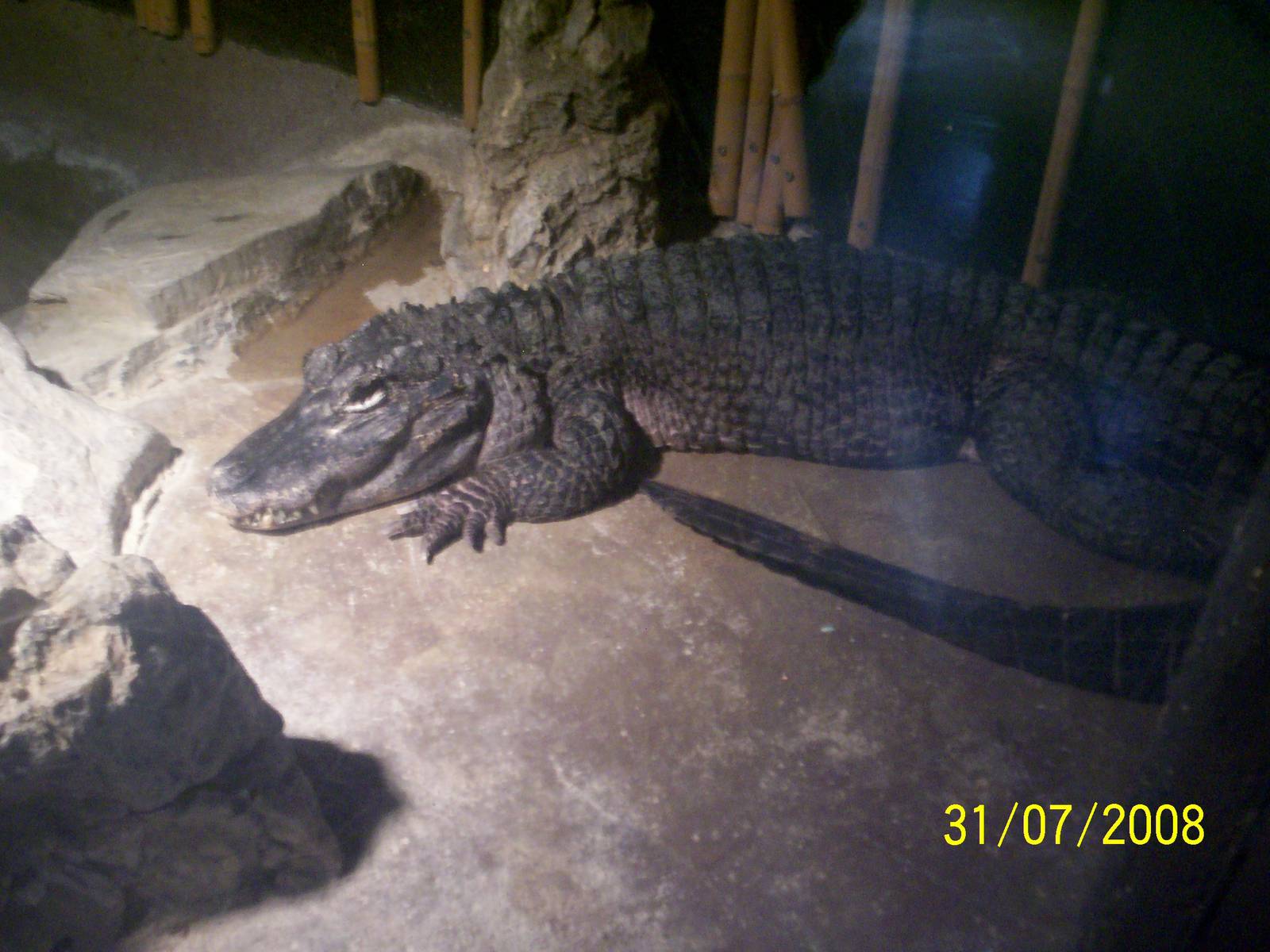 Reptile Gardens-American Alligator