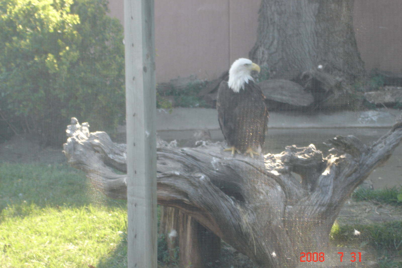Reptile Gardens-Bald Eagle