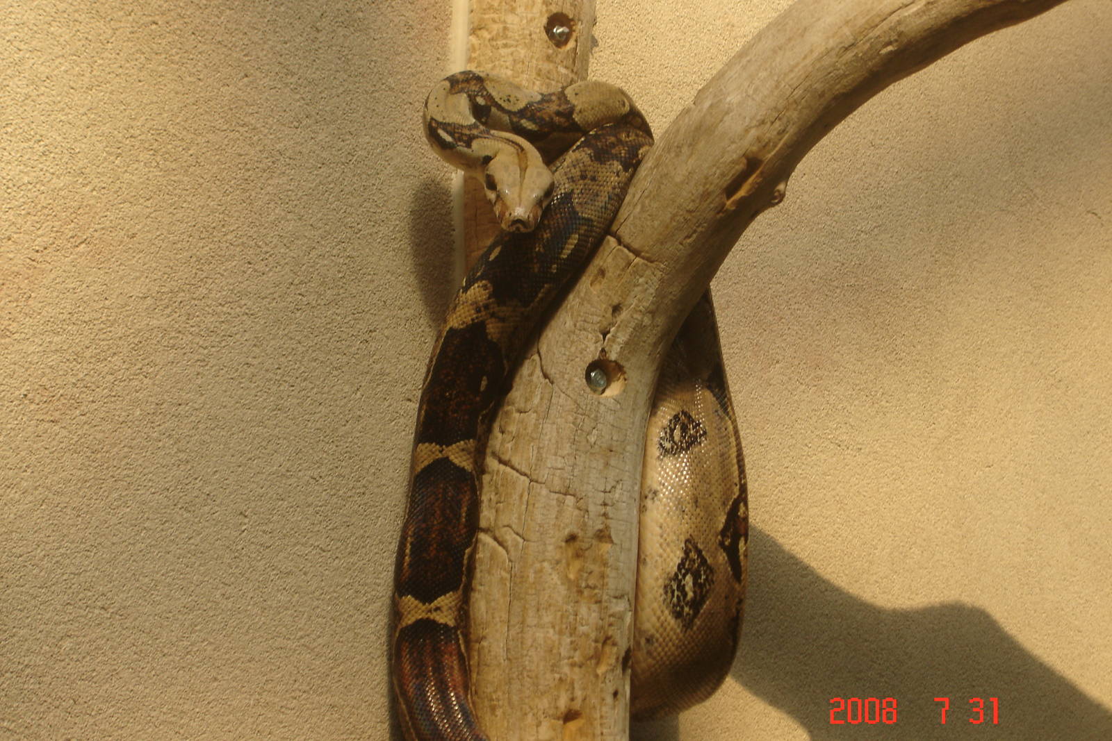 Reptile Gardens-Boa Constrictor