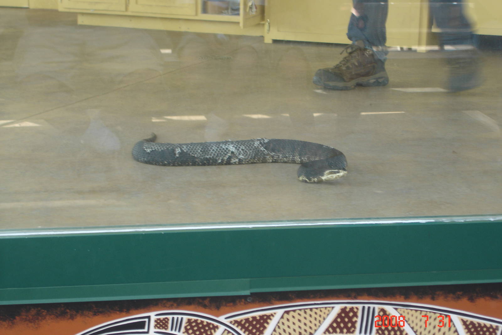 Reptile Gardens-Cottonmouth Snake
