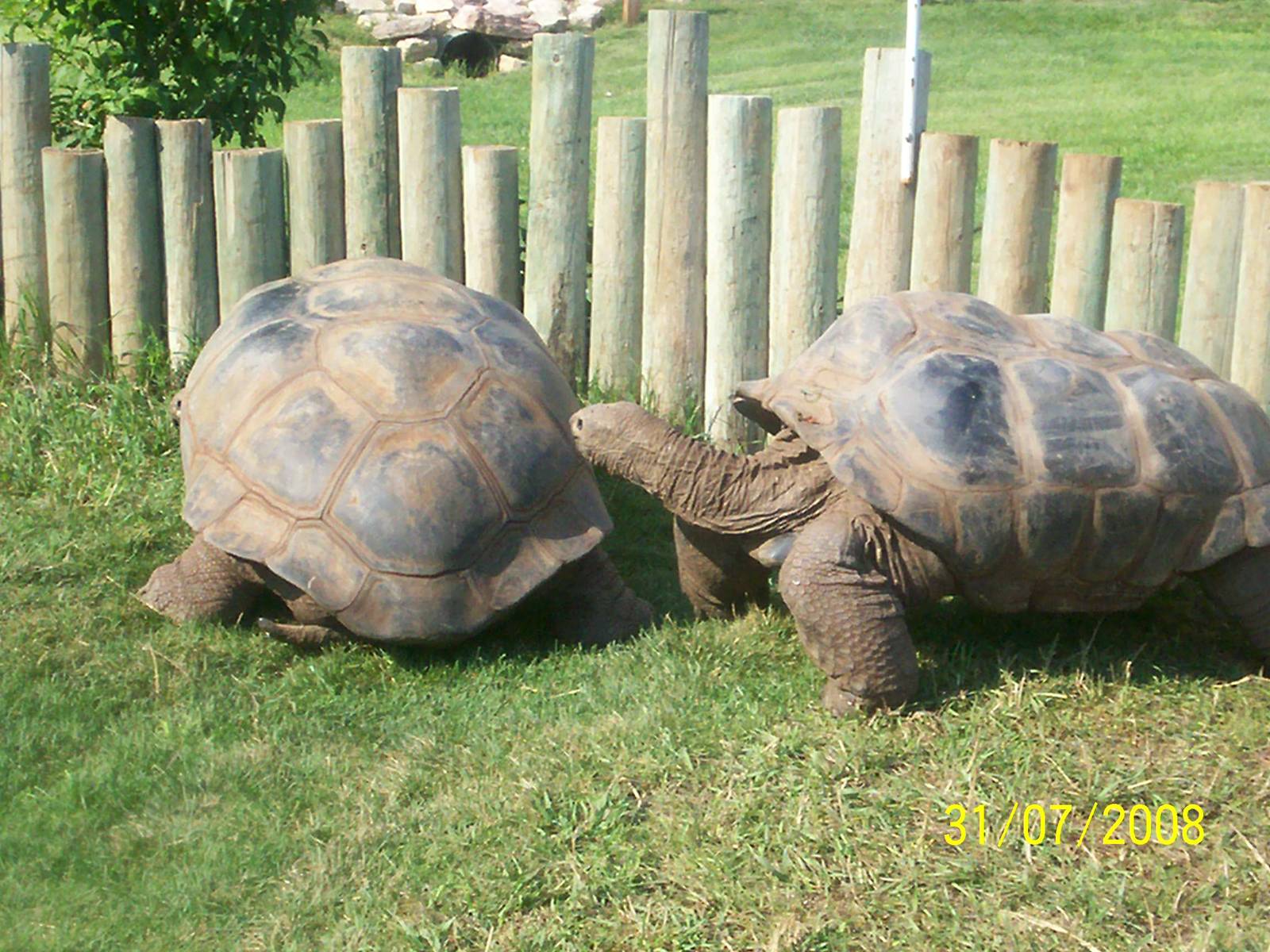 Reptile Gardens-Giant Tortoises