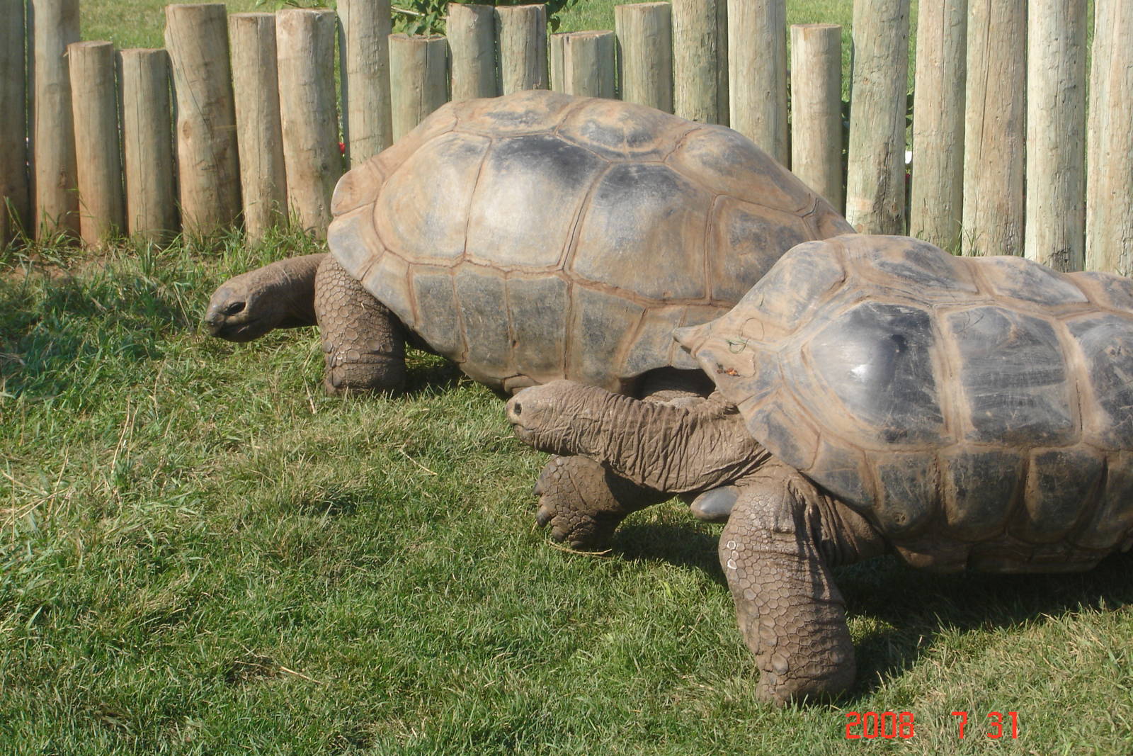 Reptile Gardens-Giant Tortoises
