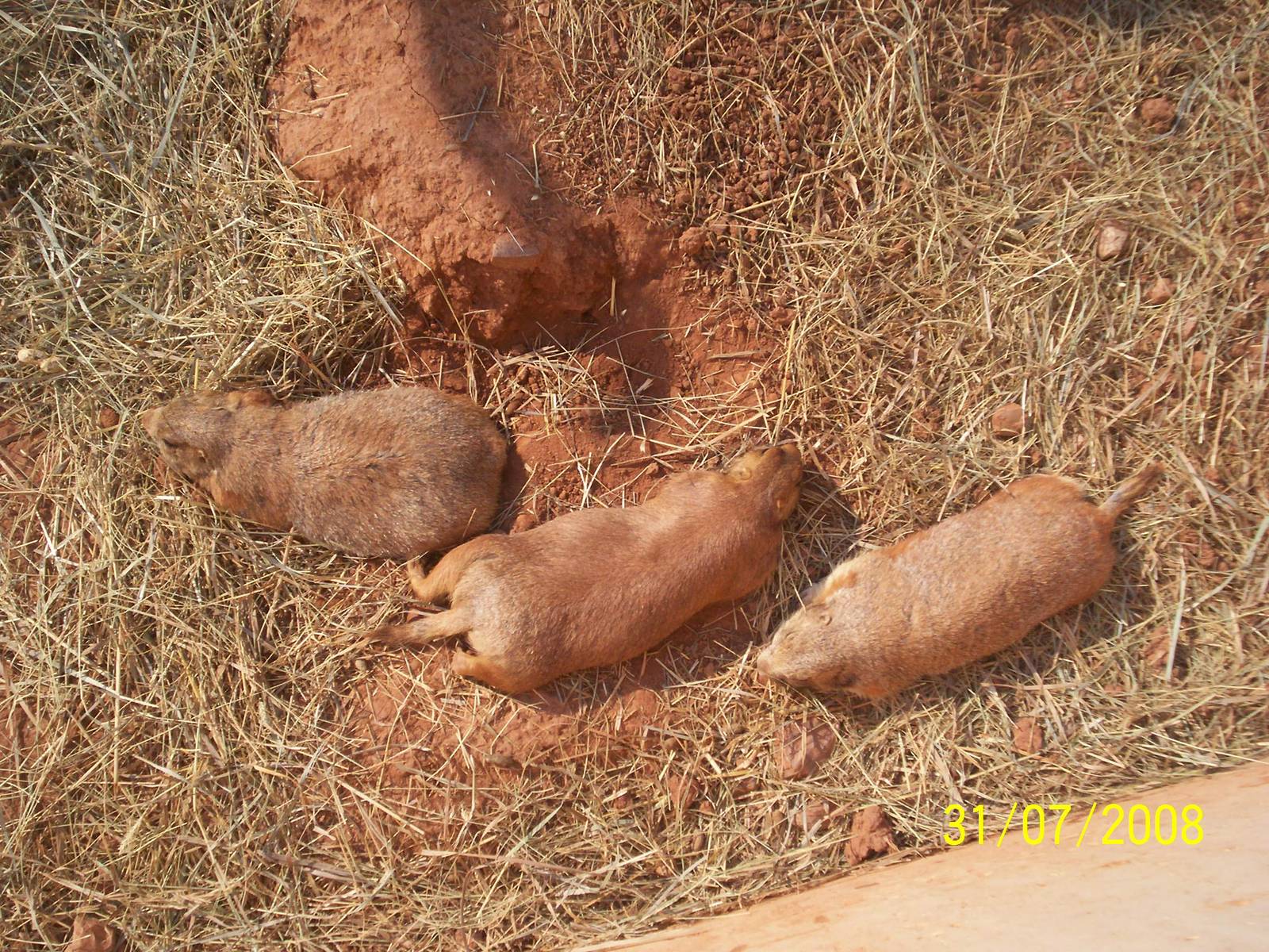 Reptile Gardens-Prairie Dogs