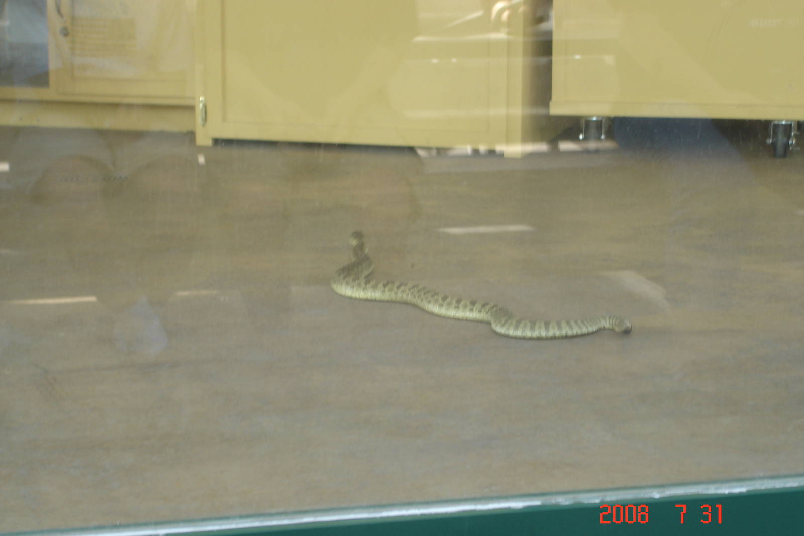 Reptile Gardens-Rattlesnake