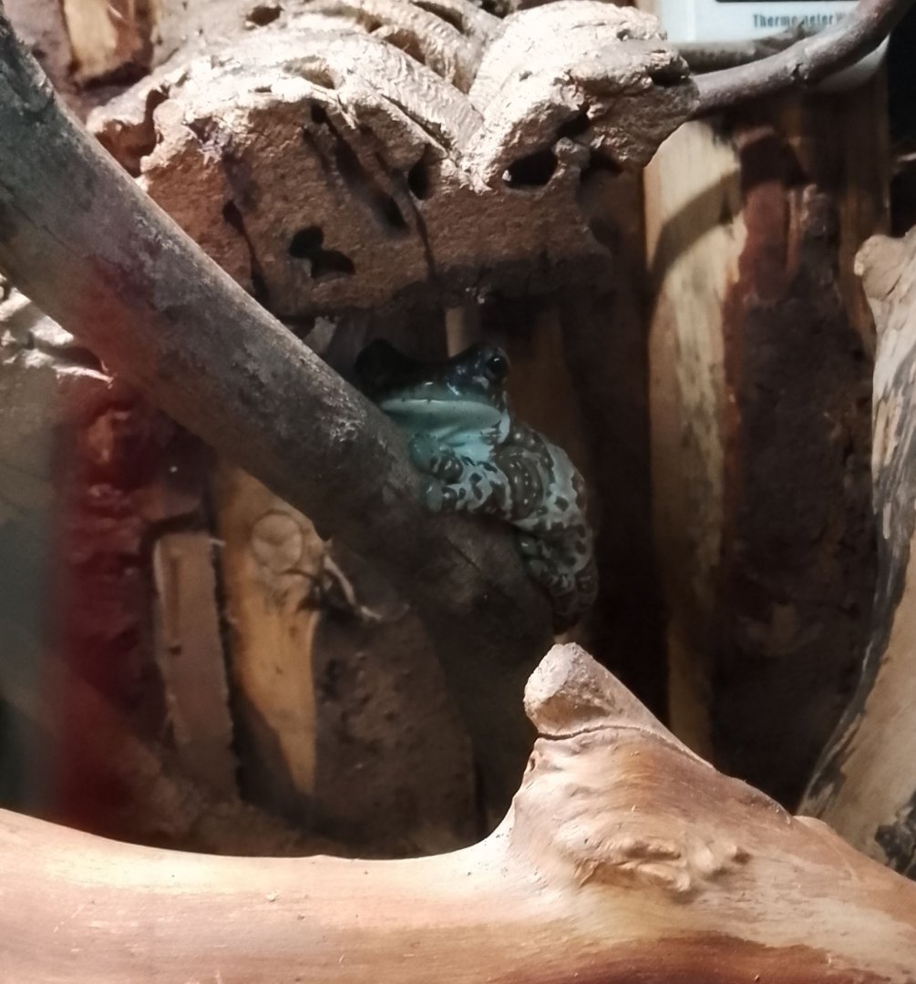 Reptile Hall- Amazon Milk Frog 200225