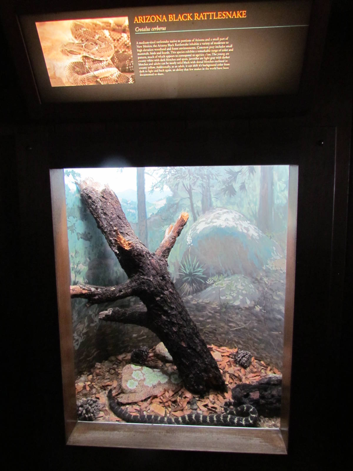 Reptile Hall - Arizona Black Rattlesnake