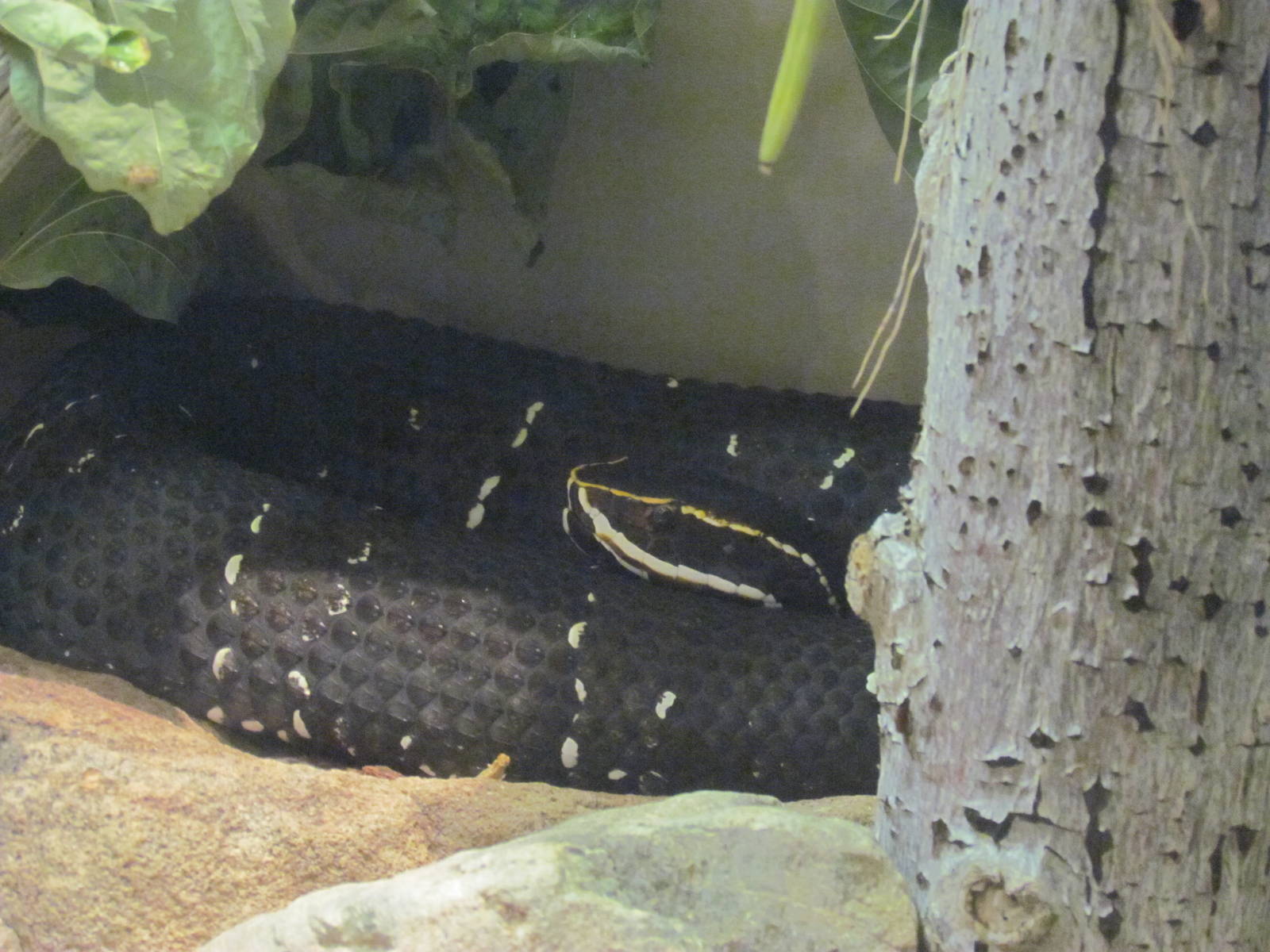 Reptile Hall - Cantil