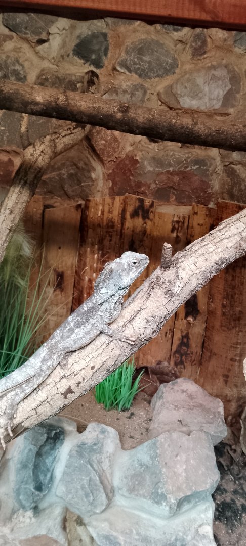 Reptile Hall- Frilled lizard 020225