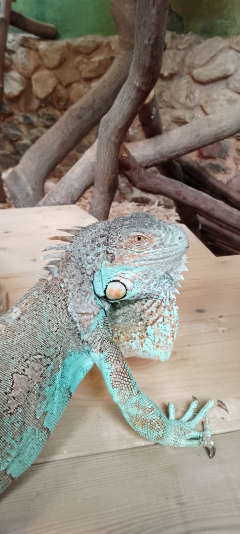 Reptile Hall- Green Iguana 200225