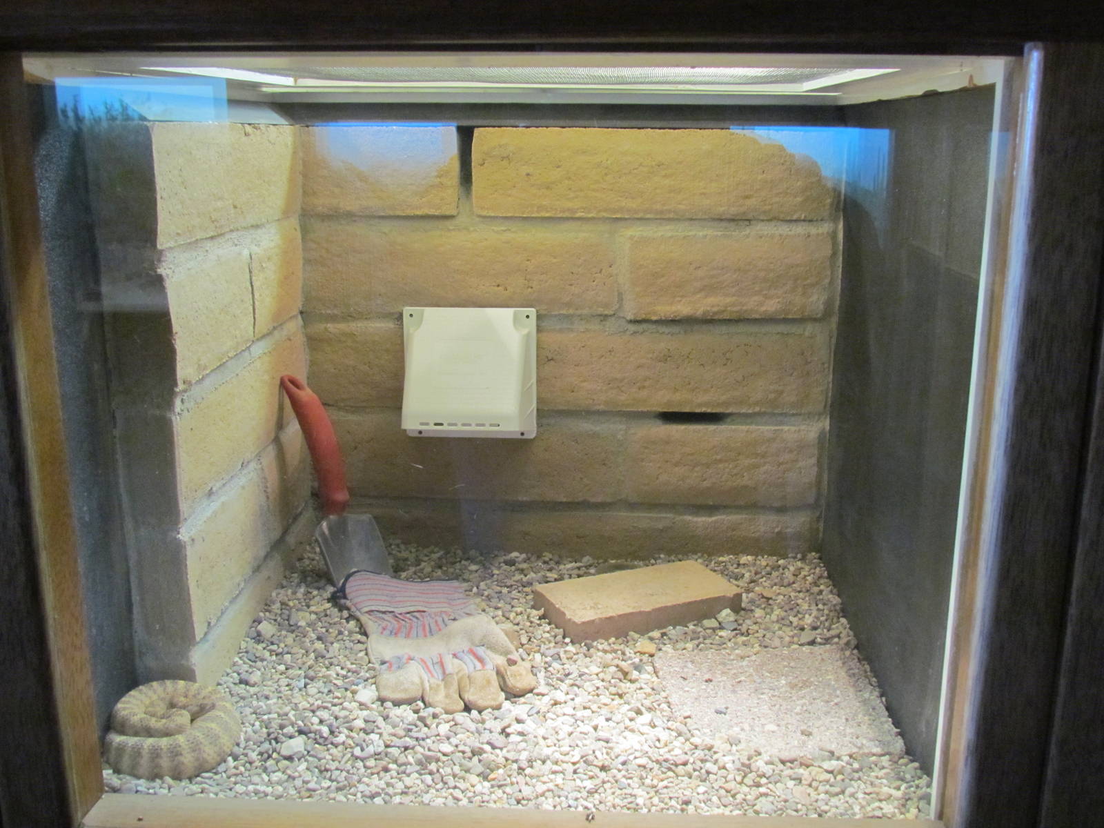 Reptile Hall - Sidewinder Exhibit