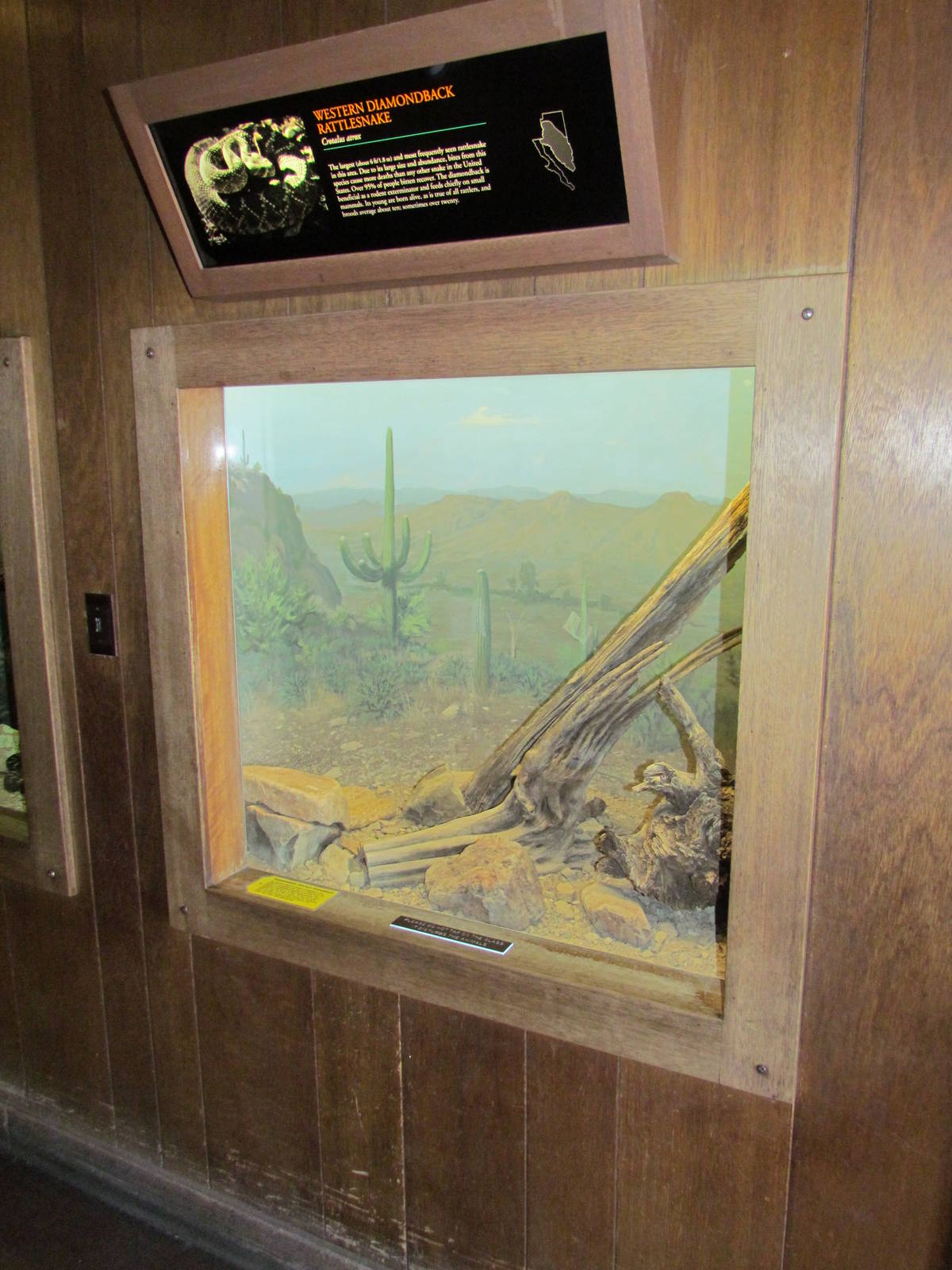 Reptile Hall - Western Diamondback Rattlesnake Exhibit