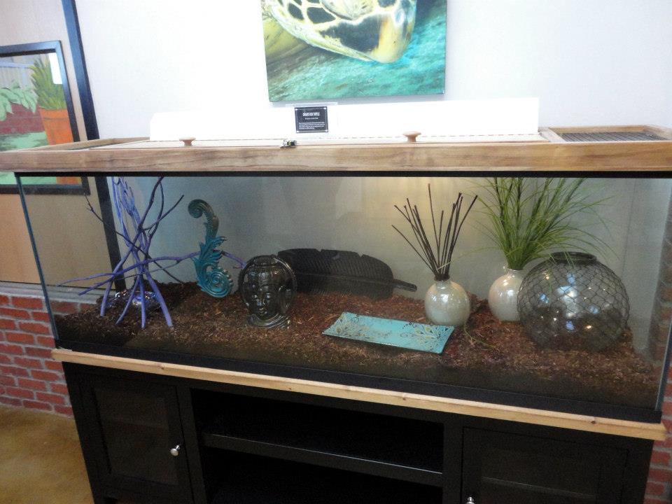 Reptile House 2012 - Box Turtle Exhibit