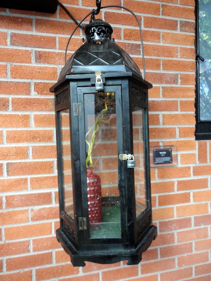 Reptile House 2012 - Tokay Gecko Exhibit