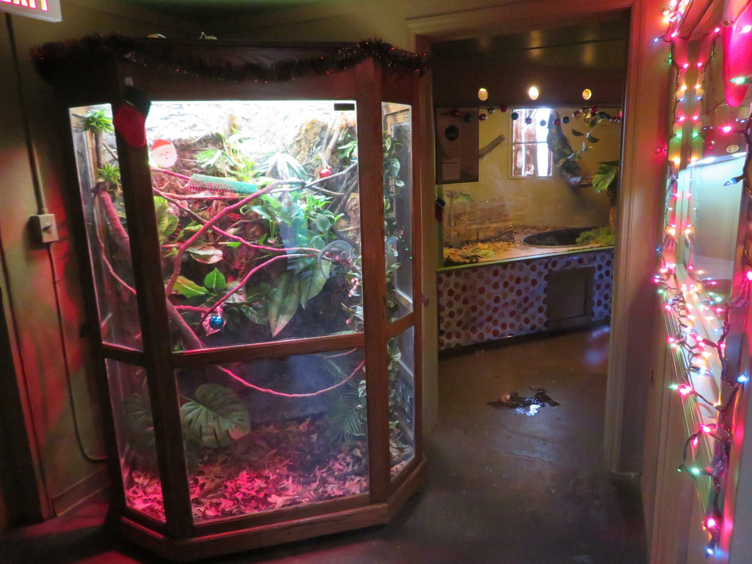 Reptile House (6 species)