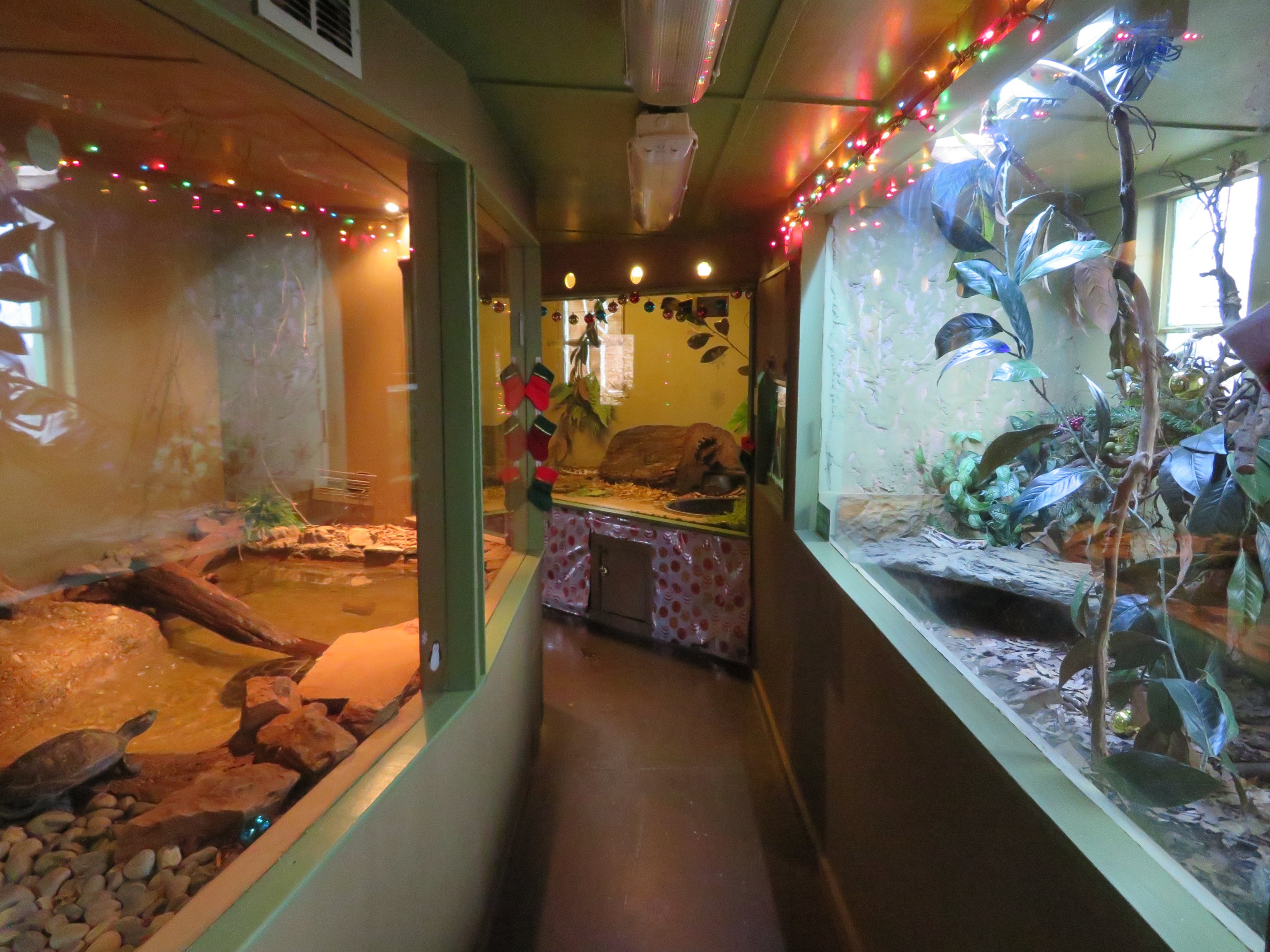 Reptile House (6 species)