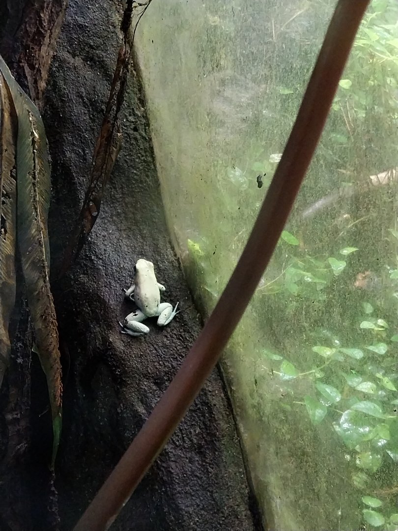 Reptile House - Adelphobates galactonotus