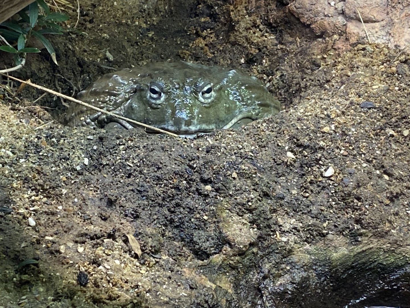 Reptile House - African bullfrog 180322