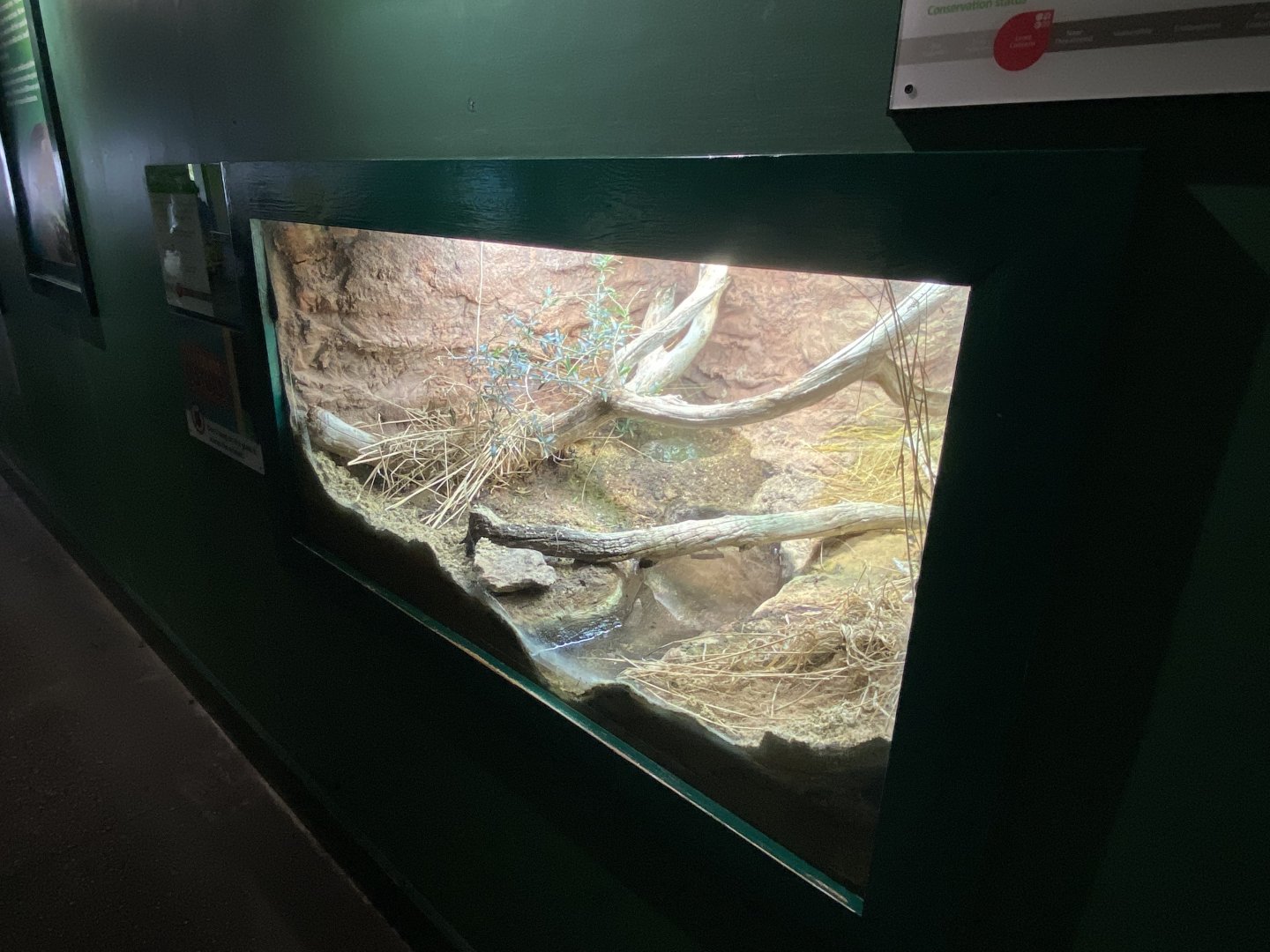 Reptile House - African bullfrog exhibit 180322