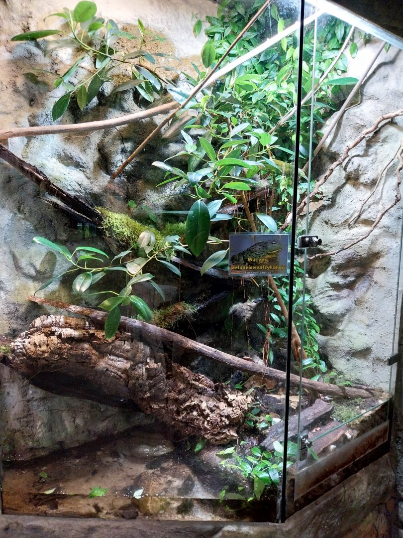 Reptile House - African bullfrog exhibit